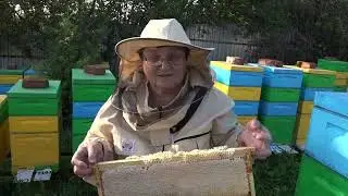 Мама качает мёд. Каким получился мёд на Урале?