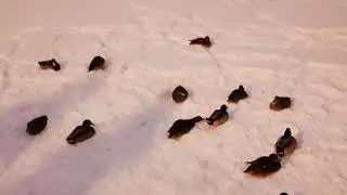 Утки на замёрзшем озере в парке Аксакова.