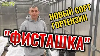 Вот что я делаю с саженцами гортензии метельчатой после получения посылки / гортензия 