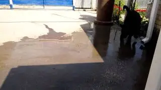 Блэк