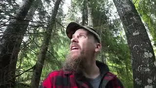 Näkyykö myrskytuhoja | Aamukävelyllä metsässä