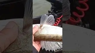 приятный подкилушник