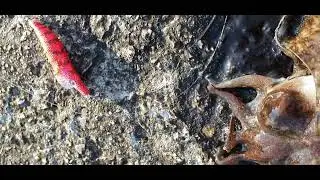 ¡Pescando sepias en Galicia! chocos,cuttlefish 