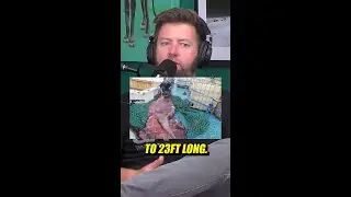 First ever video of living colossal squid in the deep! 🌊🦑 