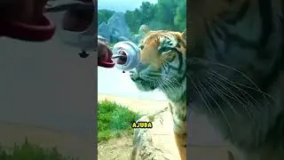 She fed a TIGER at the zoo! 😱 