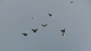 Полеты на Марганецком голубедроме  10 05  22г