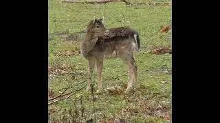 Baby deer 🦌 standing||Deer video||#shorts #deer #standing