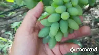 Огляд виноградника станом на 20.07.2024 р.