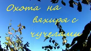 Охота на вяхиря с чучелами на ЛЭП. Налеты