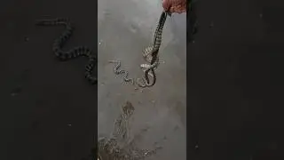Risky Rescues: Saving Poisonous Sea Snakes from Shore 😱 