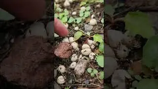 The Coolest Mushroom I've Ever Seen