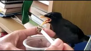 Feeding bird with food and water