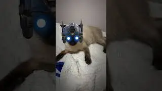 Meu gato acordou diferente hoje #autobots #shorts
