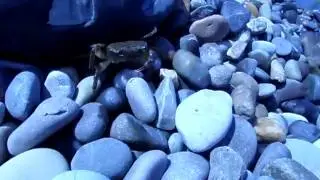Крабик