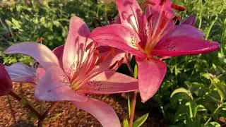Lily - Rosella's Dream 4K