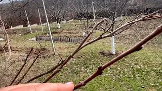 Persimmon and pawpaw after wintering in the Kyiv region, April 2021