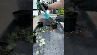 Хойя крохниана эскимо