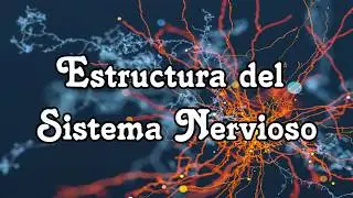 Estructura del Sistema Nervioso