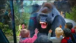 Zoo Animals Attack Close Calls Part 2