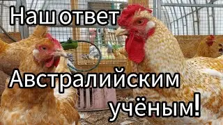 Вывод цыплят из переохлажденного яйца.