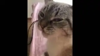 Кошачий мср 