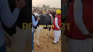pDFA 2021