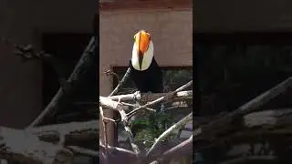 Giant toucan, is the largest and probably the best known species in the toucan family.  LC
