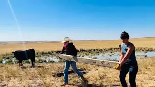 Cleaning up a Downed Fence to Keep the Cows Safe!