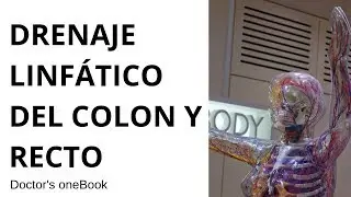 Drenaje linfático del colon y recto