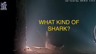 Shark Spotted Overnight on #vivathekeys #underwater #livestream 🦈🌖