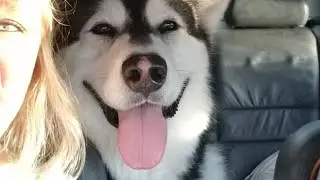Malamute Farts In Car & Kills!! Episode 2