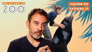 Lucky l'otarie en intervention médicale importante |S09EP41| Émission Intégrale | Une Saison Au Zoo