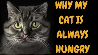 Why My Cat Is Always Hungry