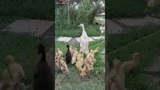 Бегуниха-мать героиня #duck #indianrunner #animals
