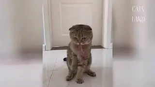 OMG So Cute Cats ♥ Best Funny Cat Videos 2020