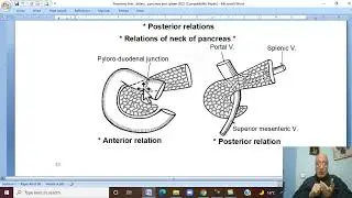 Anatomy GIT Module in Arabic 33  ( Pancreas , part 1  ) ,  by Dr, Wahdan
