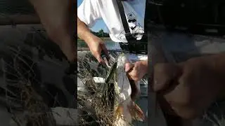 Щука и Солнце 