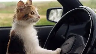 Короче говоря, я люблю кататься