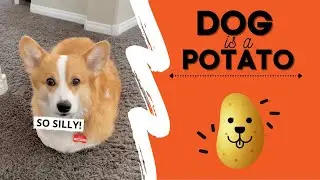 Dog Thinks He’s a POTATO! 