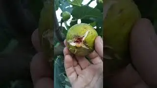 Super technique pour avoir BEAUCOUP de figues !