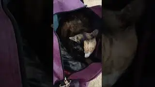 Зайцев не берем.