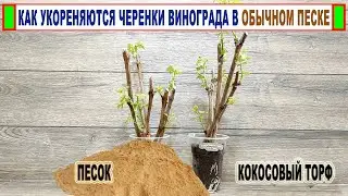 🍇 Как укореняются ЧЕРЕНКИ ВИНОГРАДА в обычном РЕЧНОМ ПЕСКЕ? Сравниваю КОКОСОВЫЙ ТОРФ и ПЕСОК
