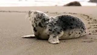 Animal Videos, Download Free 4k Stock Video Footage & Animal HD Video Clips.  Dominant Nature