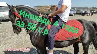 Horses, Chechnya, market, Kurchaloy. Ambling.