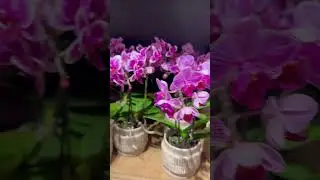 #орхидеяфаленопсисуход #орхидея  #flowers