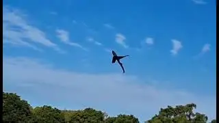 Flying Mr Shark Kite 2021