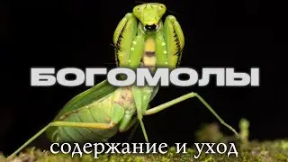 БОГОМОЛЫ содержание и уход в домашних условиях 