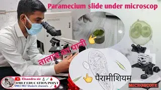 Paramecium under microscope 100x // पैरामीशियम को माइक्रोस्कोप में देखें #paramecium #microscope