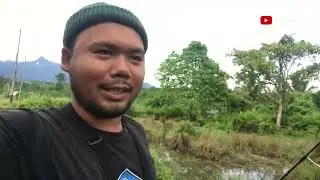 mancing ikan lele umpan udang auto strake terus