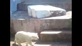 Новосибирский зоопарк!!!Белый медвежонок и его мама ныряют в бассейн!